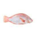 DaySeeDay Tilapia rot 300-500gr, Kg-Preis